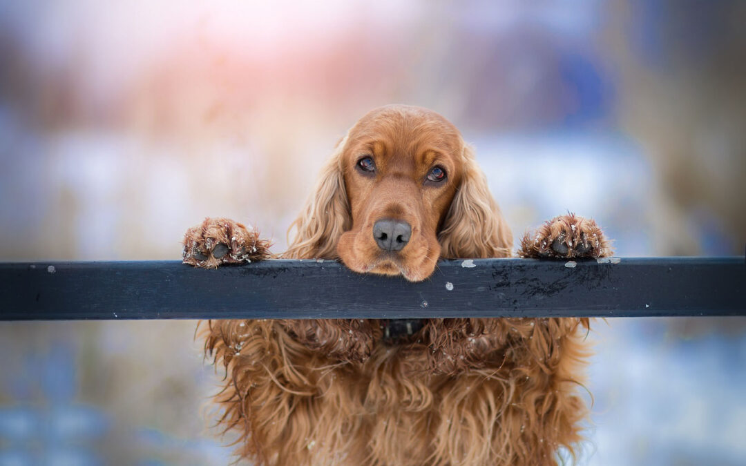 Engelsk Cockerspaniel