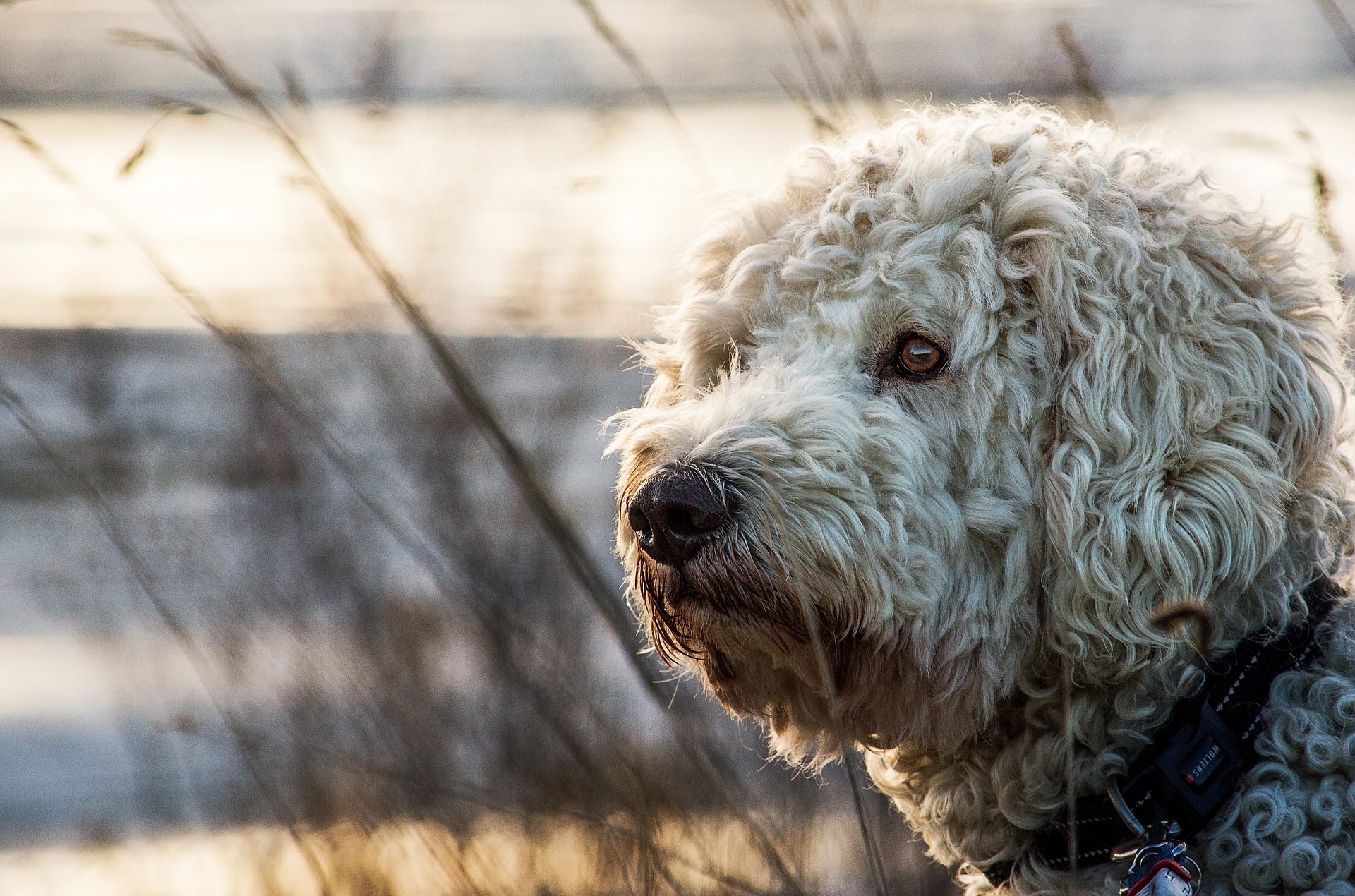 goldendoodle-3068220_1920